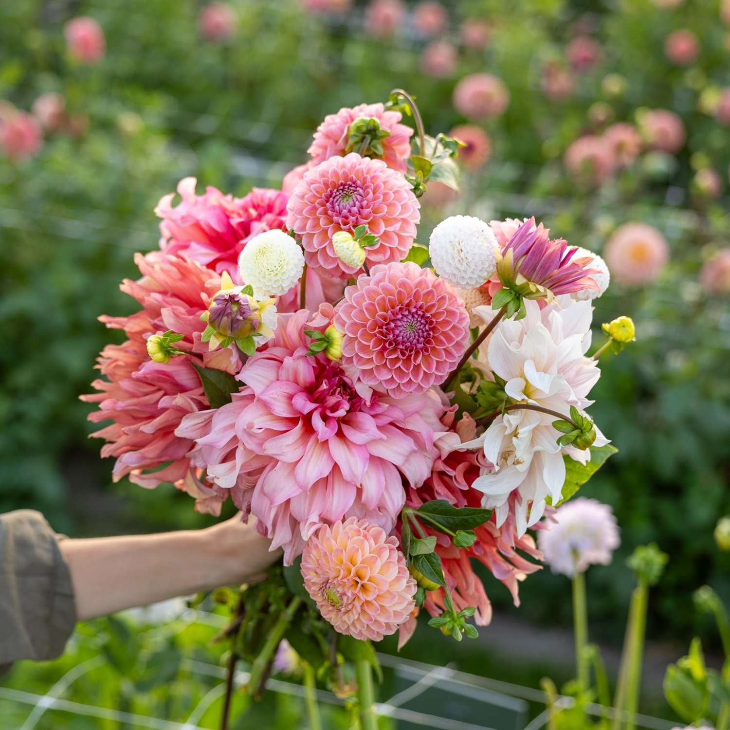 Mélange de dahlias 'Watermelon Shake'